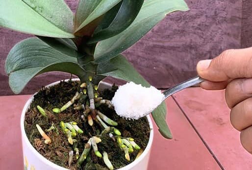 Como Revitalizar uma Orquídea Murcha Usando Fertilizantes Naturais