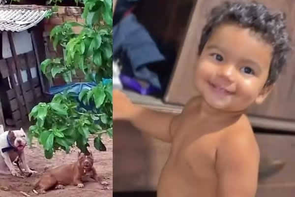 Bebê de 1 ano morre após ser atacado por pitbull filho do