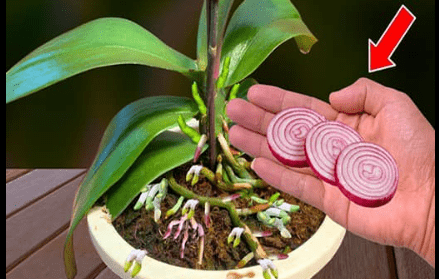 Uma fatia fina por semana! De repente, a orquídea floresceu 600% mais flores