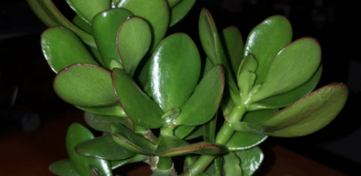 Planta Jade Árvore Felicidade Como Ganhar Dinheiro Plantas