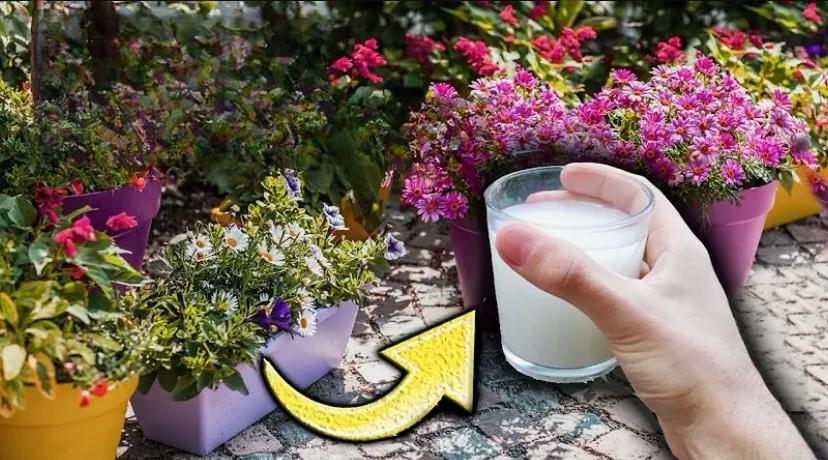 Um Único Copo para Muitas Flores: O Fertilizante Caseiro que Revitaliza Seu Jardim 🌸🌱