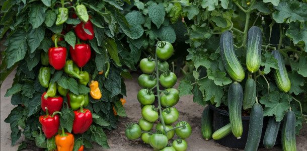 Pimentão, Tomate e Pepino Frescos por Mais Tempo segredo